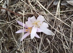 Colchicum trigynum