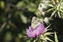 Melanargia larissa