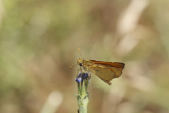 Thymelicus hyrax