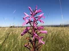 Disa nervosa