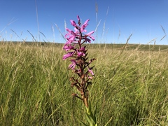 Disa nervosa
