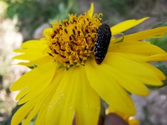Acmaeodera haemorrhoa