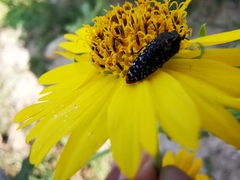 Acmaeodera haemorrhoa