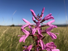 Disa nervosa