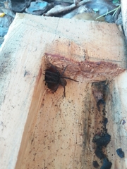 Uliodon albopunctatus