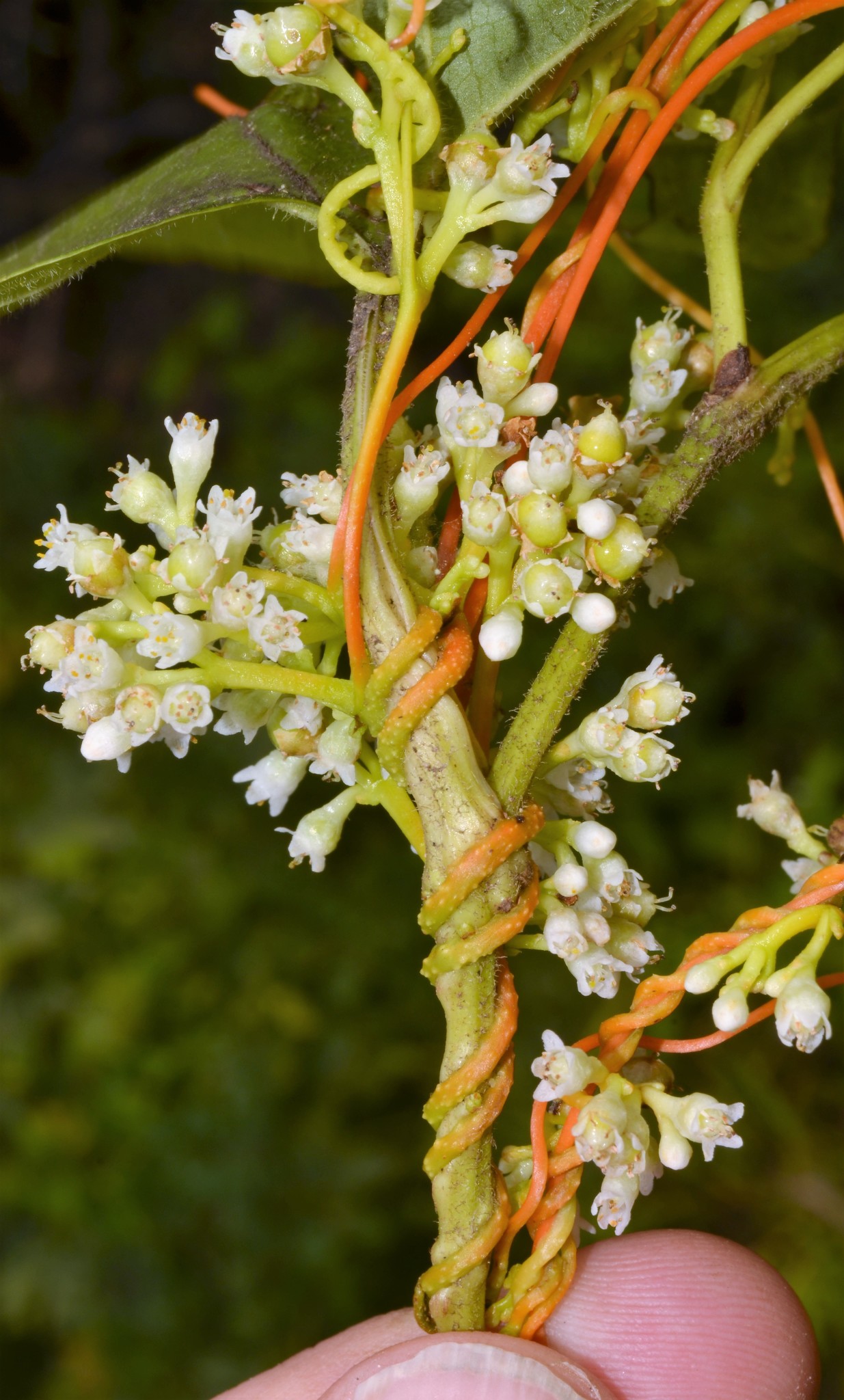 Cuscuta gronovii