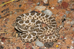 Sistrurus tergeminus