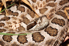 Sistrurus tergeminus