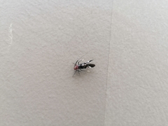 Thyrsophorinae