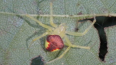 Araneus alboventris