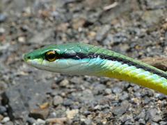 Leptophis diplotropis
