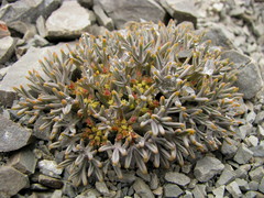 Lignocarpa carnosula