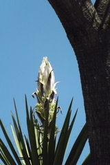 Yucca periculosa