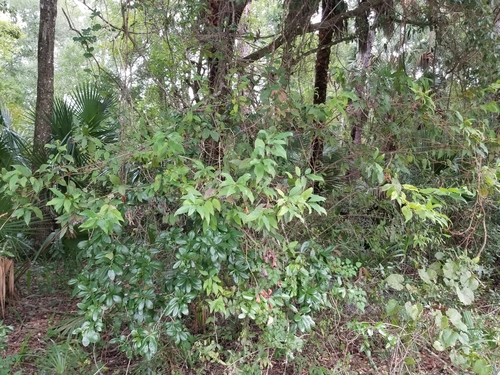 Cornus foemina image