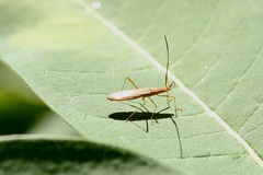 Protenor belfragei