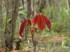 Pseudobombax palmeri