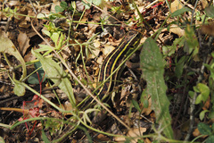 Lacerta diplochondrodes cariensis