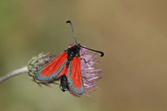 Zygaena punctum