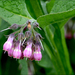 Common Comfrey - Photo (c) Phil, some rights reserved (CC BY-NC-ND)