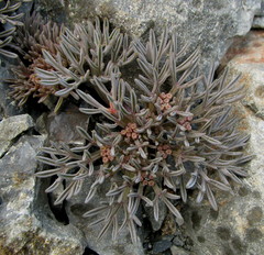 Lignocarpa carnosula