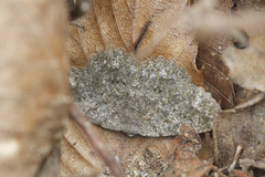 Dicrognophos sartata