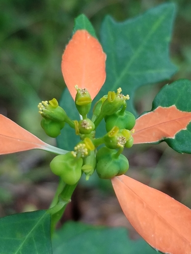 Euphorbia heterophylla image