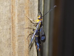 Synanthedon acerrubri