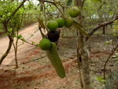 Vitex mollis