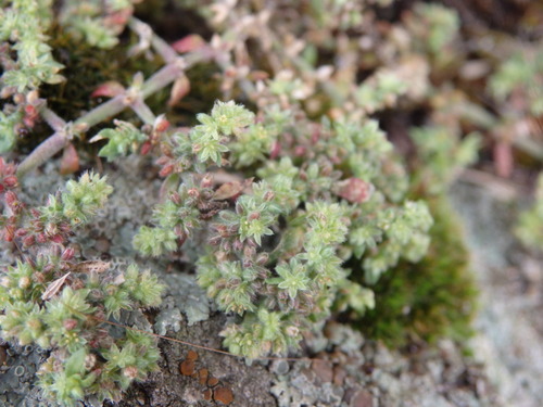 Herniaria lusitanica (Herniaria lusitanica)