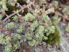Rupturewort (Herniaria lusitanica)
