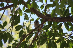 Glaucidium brasilianum