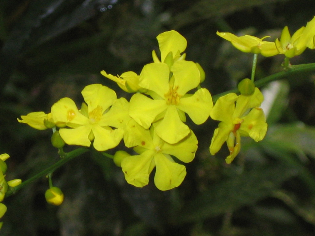 Campylospermum schoenleinianum