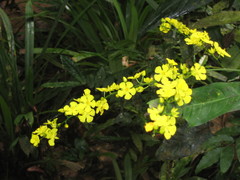 Campylospermum schoenleinianum image