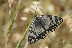 Melanargia larissa