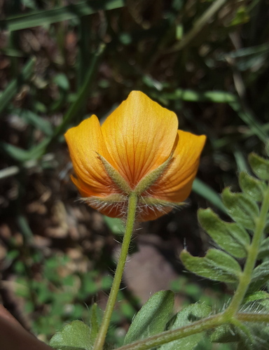 Arizona poppy