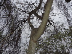 Piscidia carthagenensis