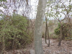 Piscidia carthagenensis