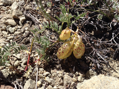 Astragalus whitneyi