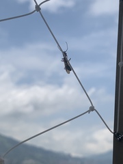 Odontomachus erythrocephalus