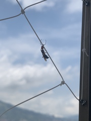 Odontomachus erythrocephalus