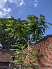 Ailanthus altissima