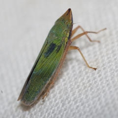 Draeculacephala soluta