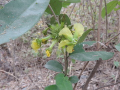 Prestonia mollis