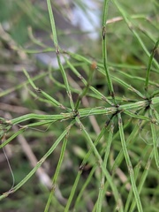 Equisetum arvense