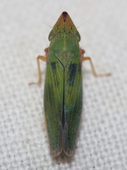 Draeculacephala soluta