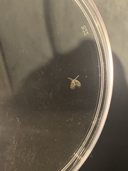 Clogmia albipunctata