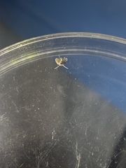 Clogmia albipunctata