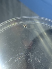 Clogmia albipunctata