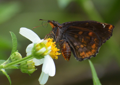 Noctuana
