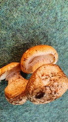 Leucocortinarius bulbiger